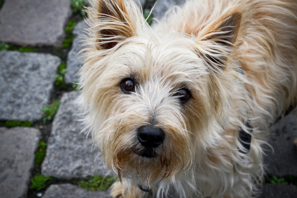 rasa Cairn Terrier