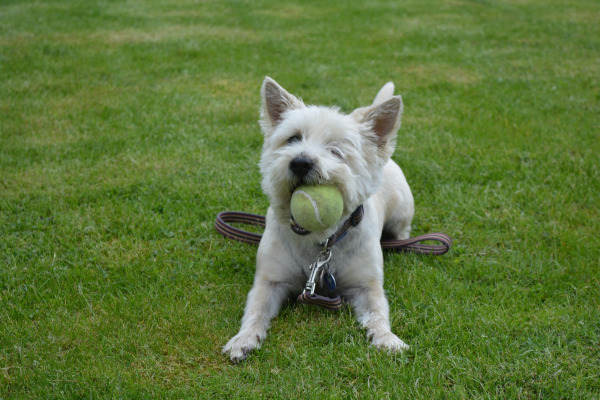 rasa Cairn Terrier