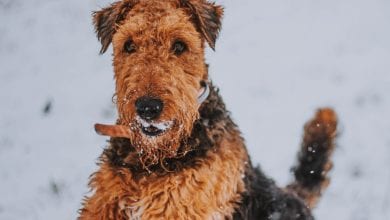 rasa Airedale Terrier