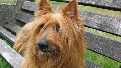 Rasa Terrier Australian