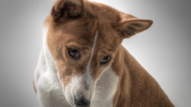 rasa Basenji