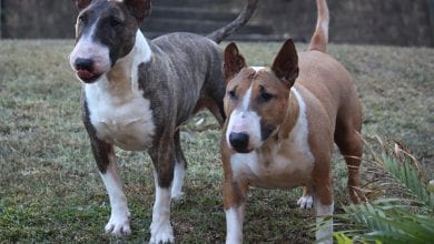 Rasa Bull Terrier Pitic