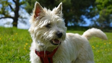 rasa Cairn Terrier