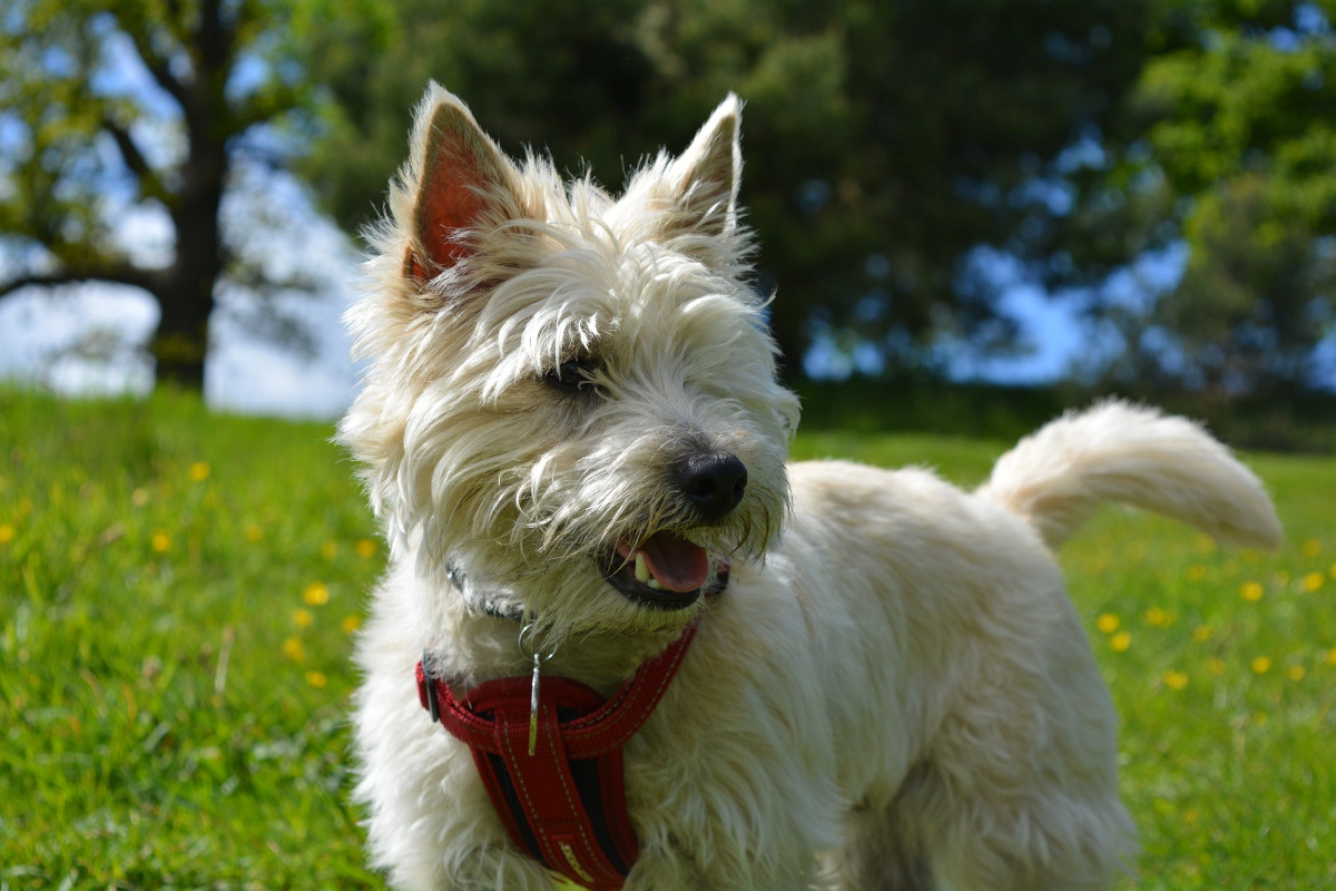 rasa Cairn Terrier