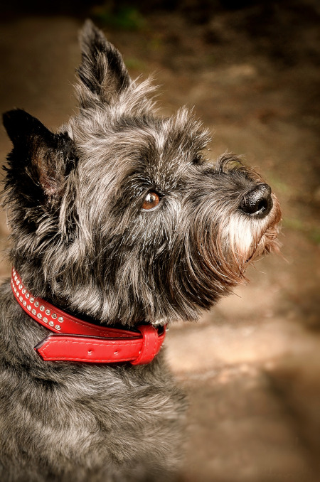 rasa cairn terrier