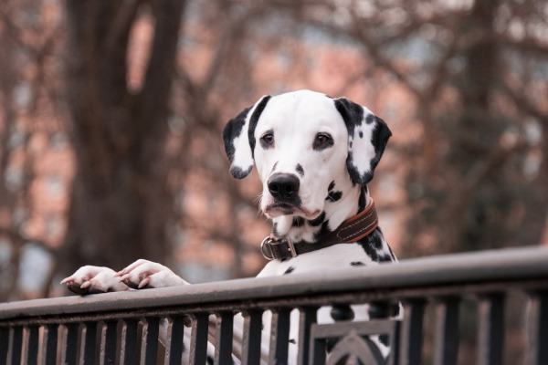 caine Dalmatian