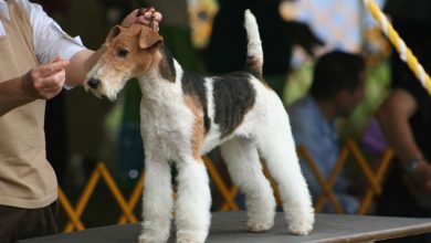 Fox Terrier cu par sarmos