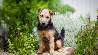 Rasa Lakeland Terrier