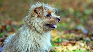 Rasa Norfolk Terrier