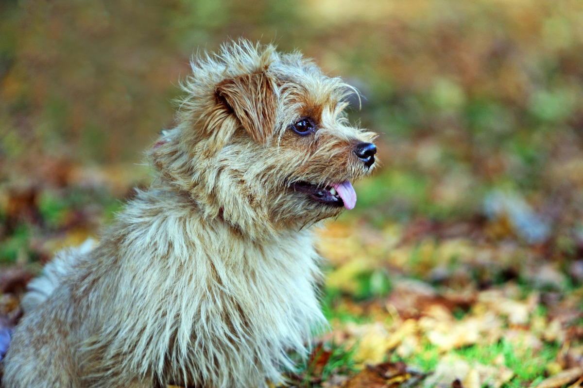 Rasa Norfolk Terrier