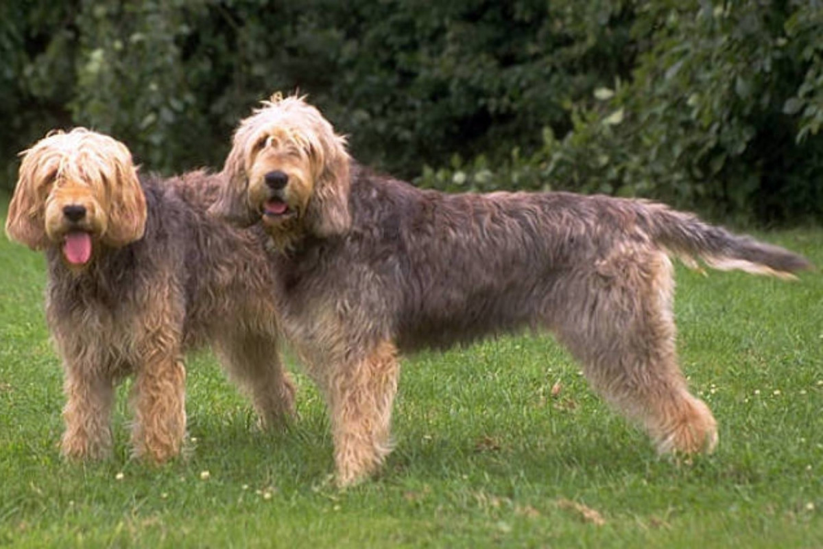 Rasa Otterhound