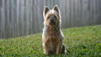 rasa Silky terrier