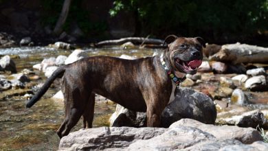 Rasa Staffordshire Bull Terrier