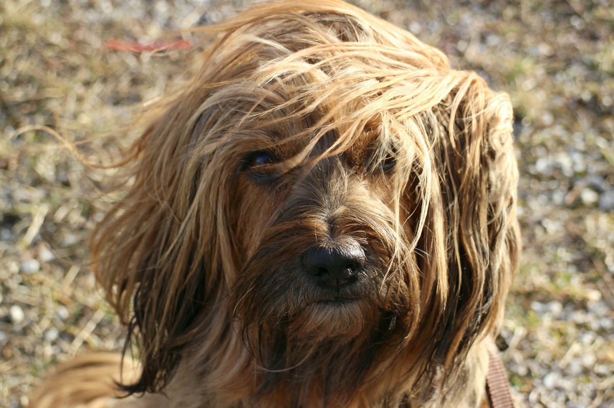 Rasa Terrier Tibetan