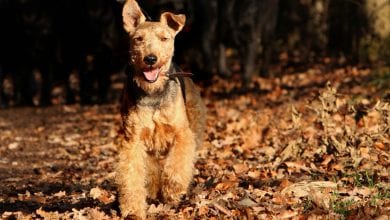 Rasa Welsh Terrier (Terrier galez)