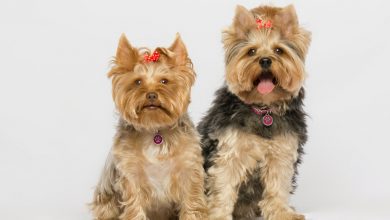 Rasa Yorkshire Terrier