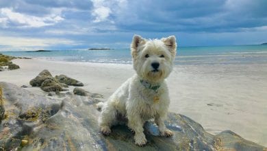 Rasa West Highland White Terrier (sau Westie)