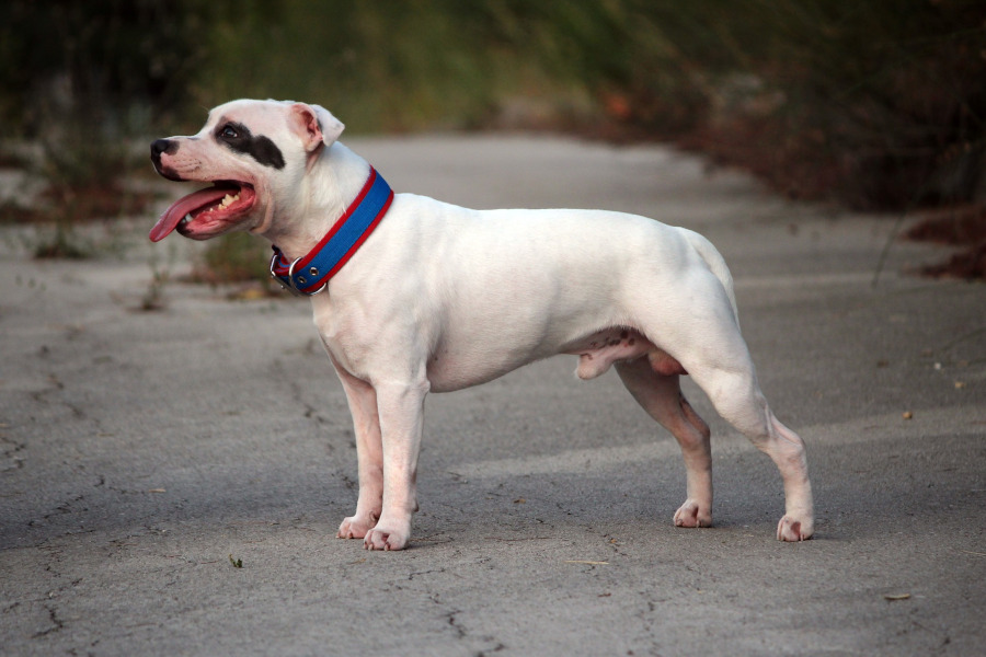Rasa Staffordshire Bull Terrier