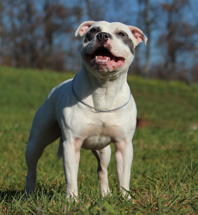 Rasa Staffordshire Bull Terrier