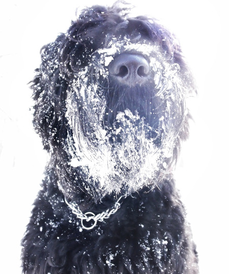 Rasa Terrier negru rusesc