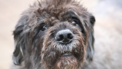 Ciobanesc de Flandra