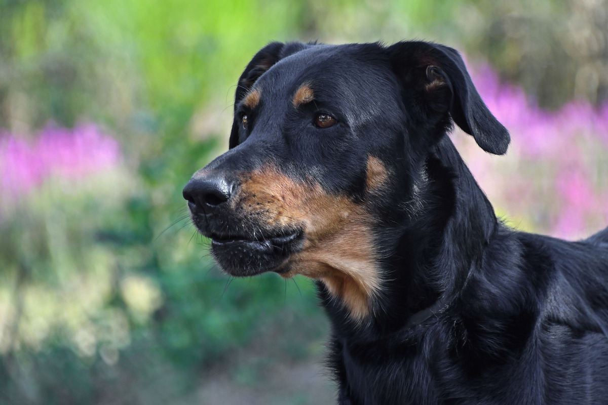 Rasa Beauceron