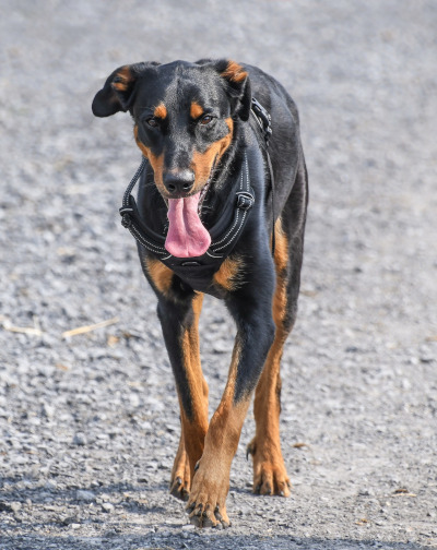 Rasa Beauceron