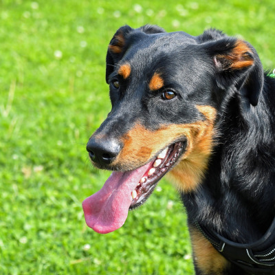 Rasa Beauceron