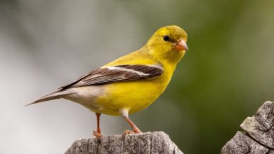 infectii acarieni pasari