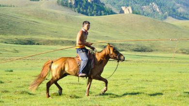 Calul mongol chinez