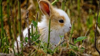 infectiile pielii iepuri