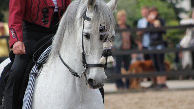 calul Andaluz