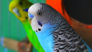 Retentia oului pasari