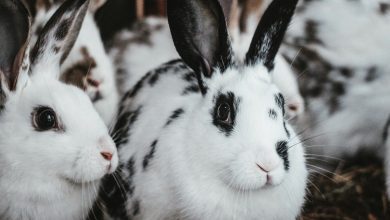 Salivarea excesiva la iepuri