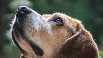 Telazioza oculara caini