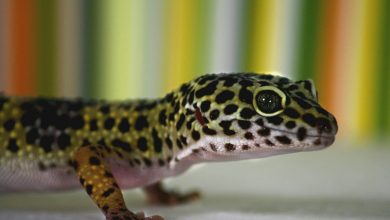 crypto la soparla gecko-leopard