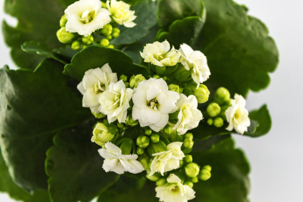 kalanchoe