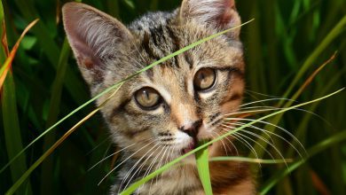 pisicile mananca iarba