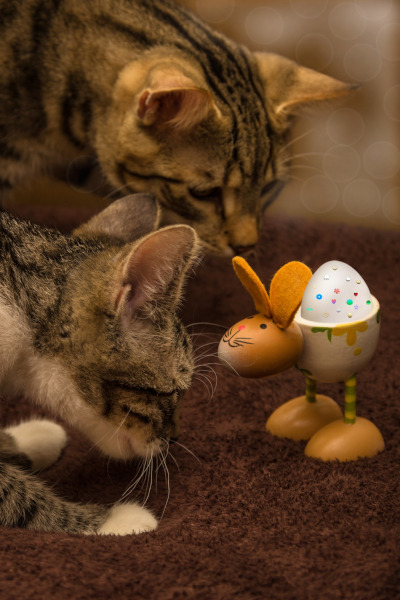 Pisicile pot manca oua