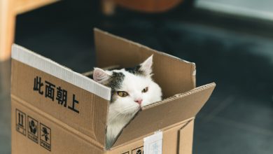 pisicile adora cutiile de carton