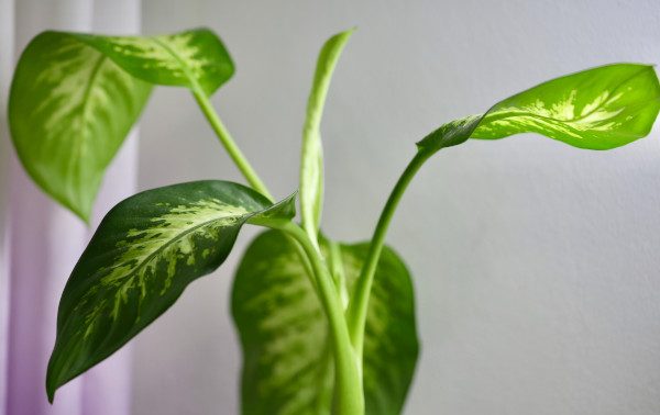 plante toxice pisici