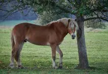 Rasa Avelignese (Haflinger)