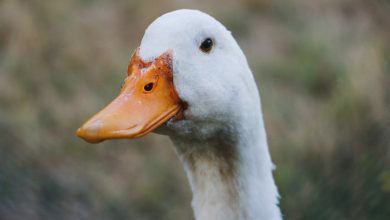 rate animale de companie