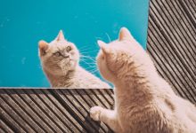 pisica oglinda
