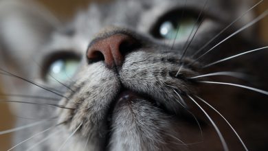 rolul mustatilor la pisici