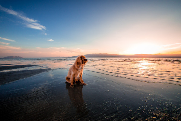 sfaturi fotografii caini