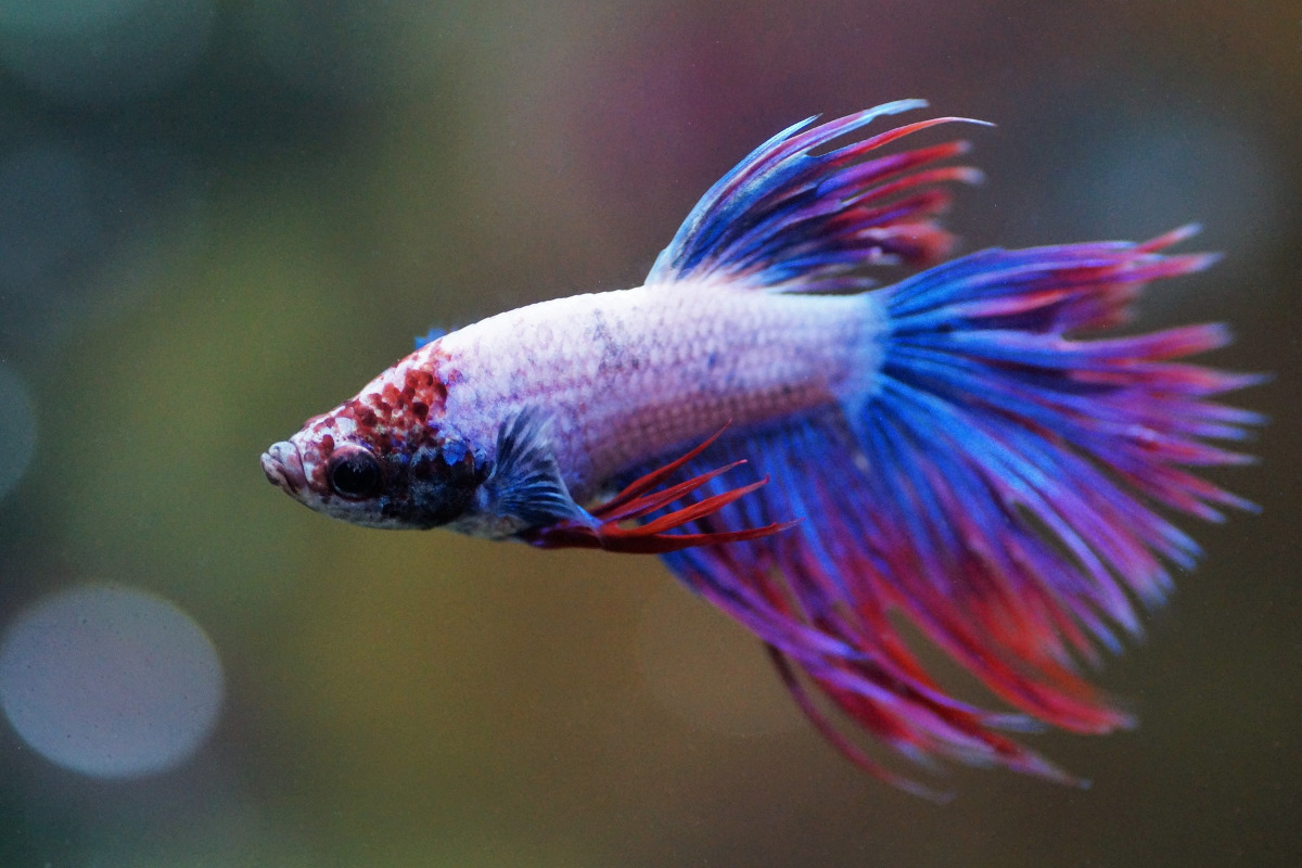 Cat traieste un peste Betta