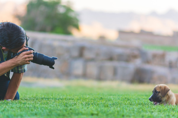 sfaturi fotografii caini