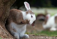 afectiuni ale molarilor la iepuri