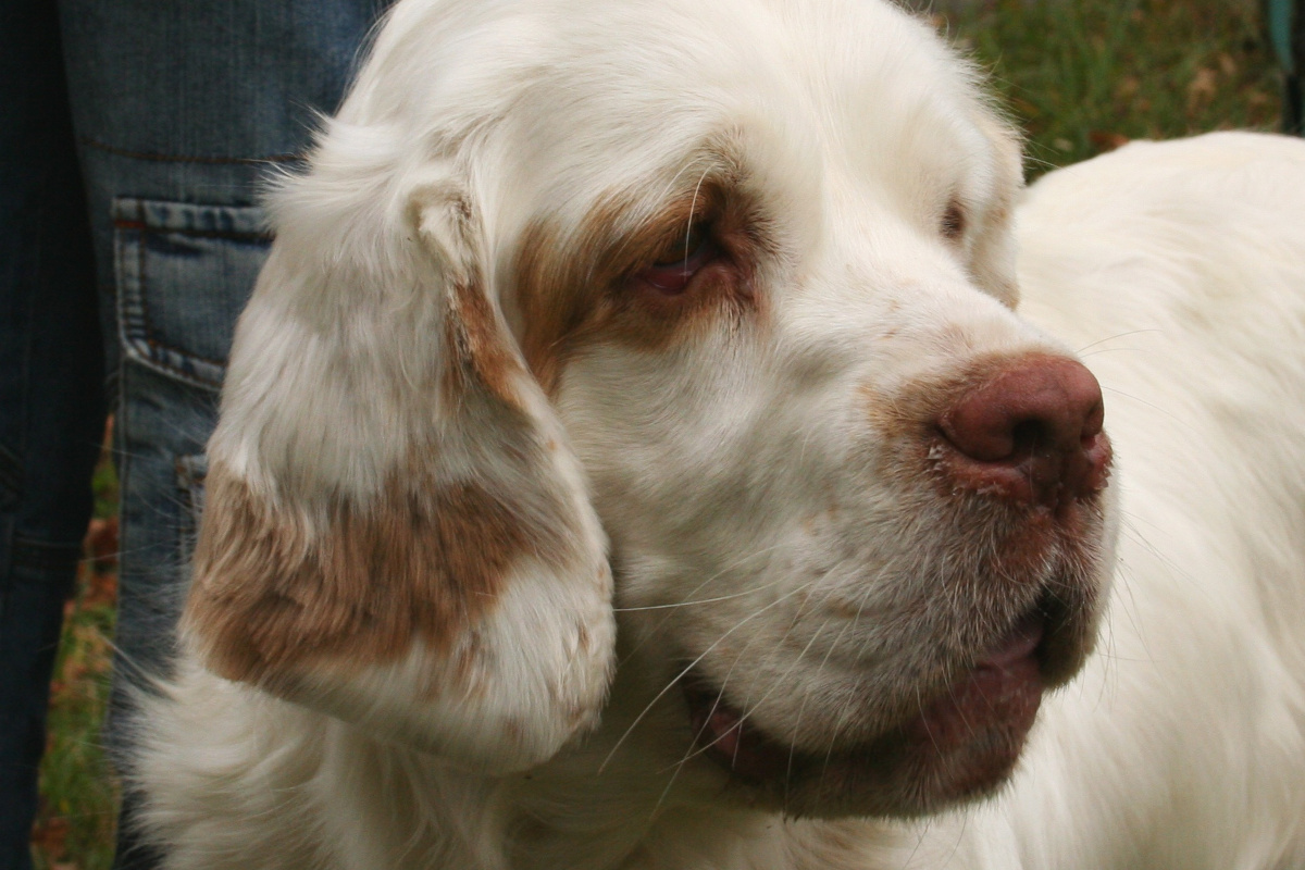 rasa caini clumber spaniel